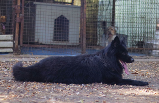 Fellengel_Buggie (5)