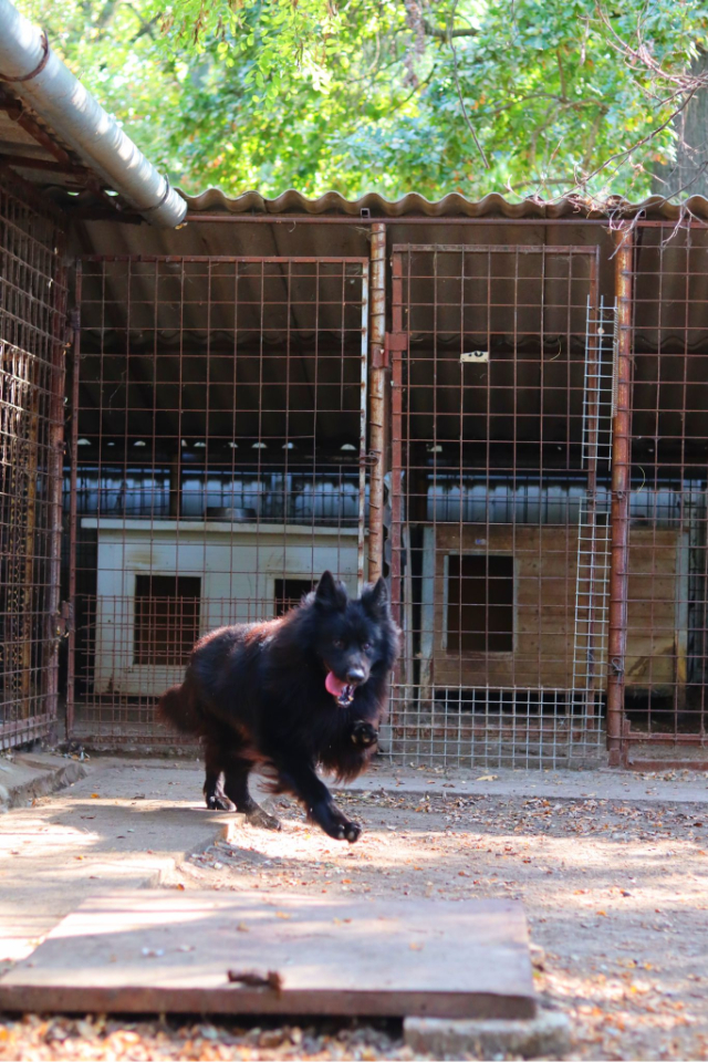 Fellengel_Buggie (8)