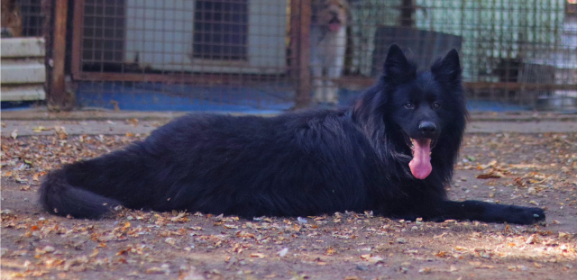 Fellengel_Buggie (9)