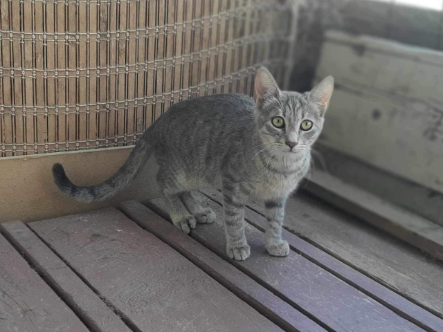 Fellengel_Olivia (1)