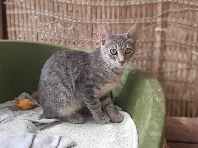 Fellengel_Olivia (5)