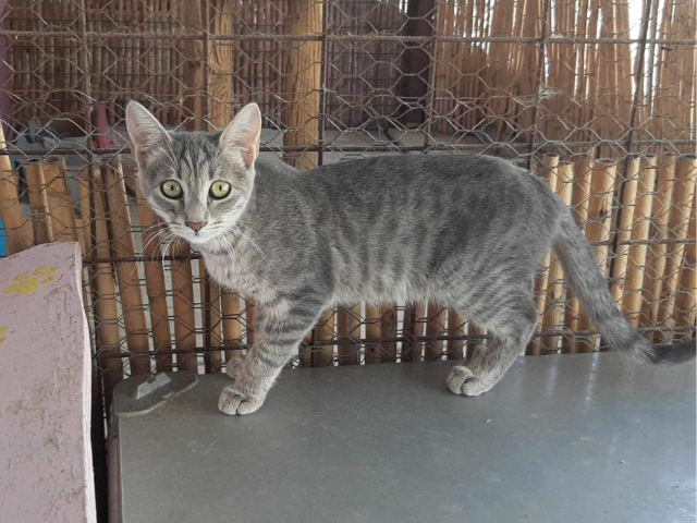 Fellengel_Olivia (6)