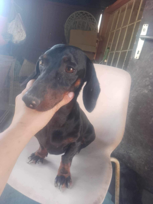 Fellengel_Szotyi (1)