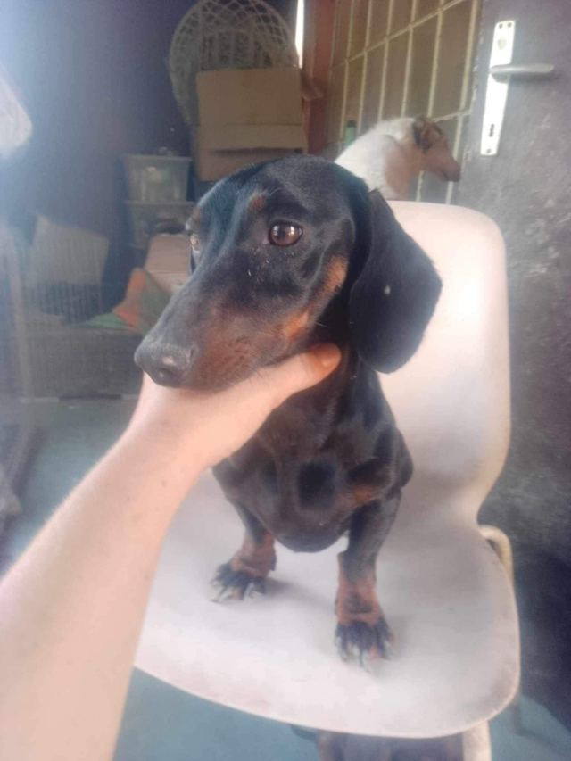 Fellengel_Szotyi (2)