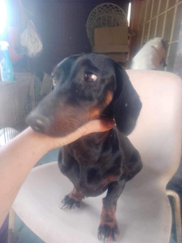 Fellengel_Szotyi (3)