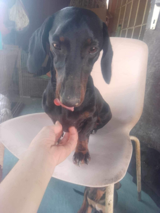 Fellengel_Szotyi (4)