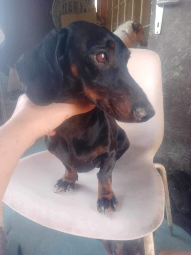 Fellengel_Szotyi (5)