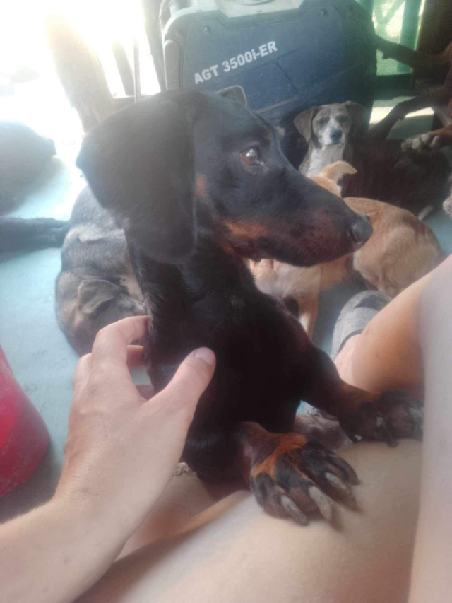 Fellengel_Szotyi (6)