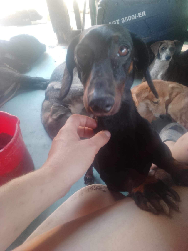 Fellengel_Szotyi (7)