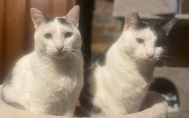 fellengel_dave_horace