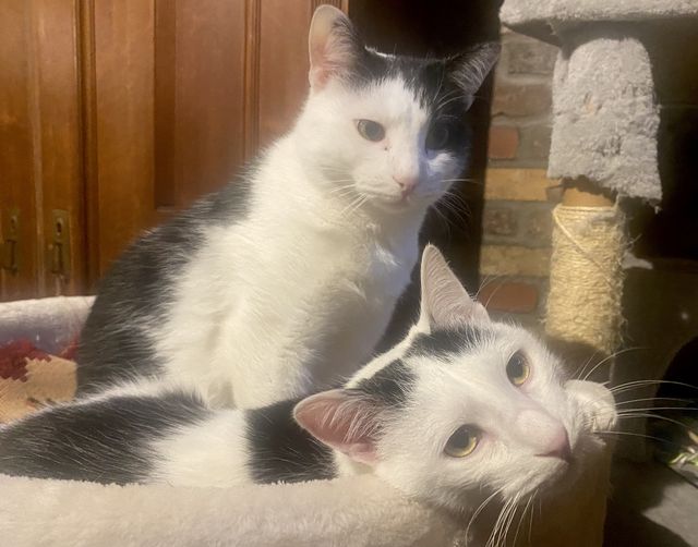 fellengel_dave_horace_03