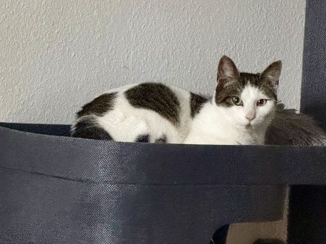 fellengel_milo