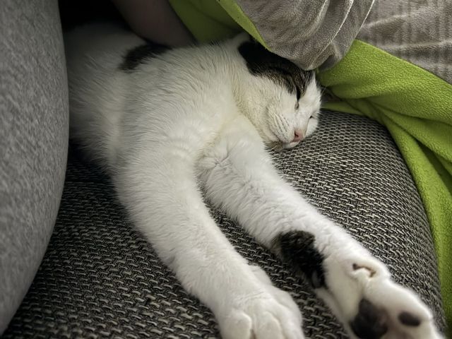fellengel_milo_02
