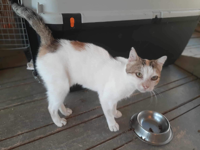 Fellengel_Isabelle (1)