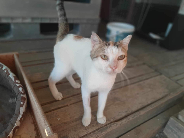 Fellengel_Isabelle (2)