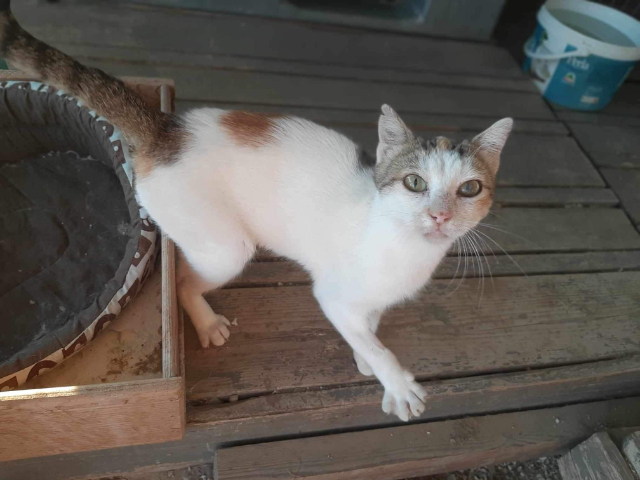 Fellengel_Isabelle (4)