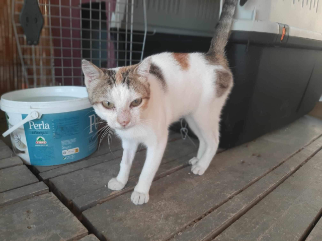 Fellengel_Isabelle (5)