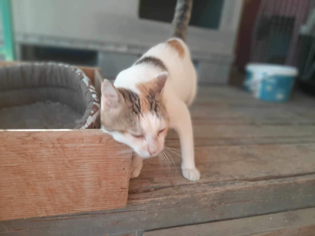 Fellengel_Isabelle (6)