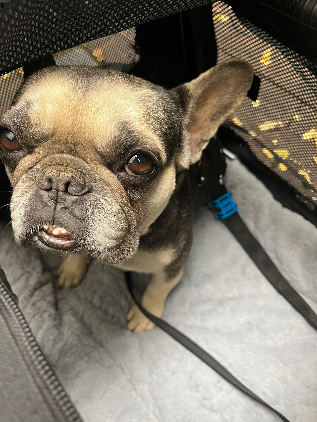 fellengel_littlefiona