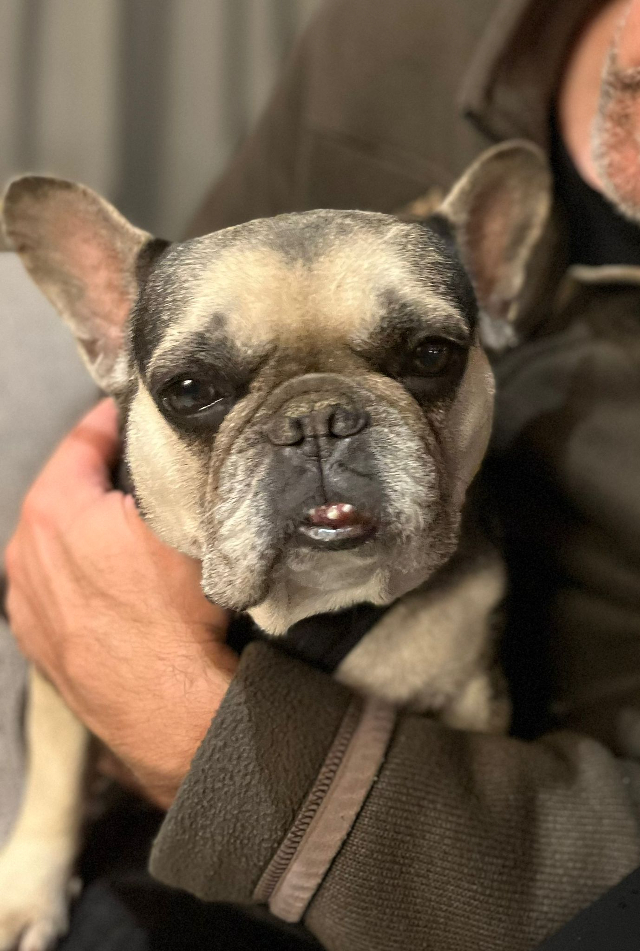 fellengel_littlefiona3