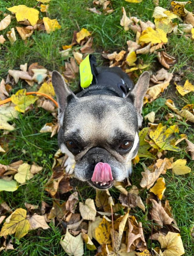 fellengel_littlefiona4