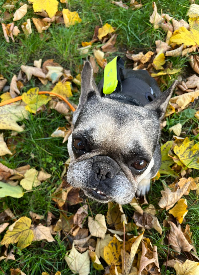 fellengel_littlefiona5