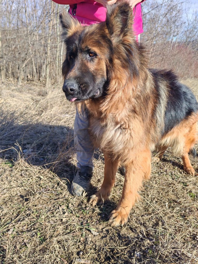 fellengel_mister max_8