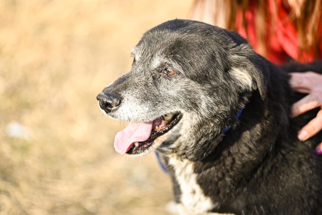 fellengel_william_02