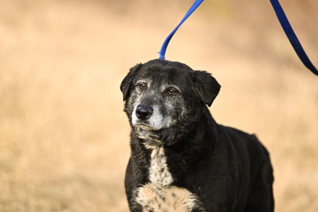 fellengel_william_03