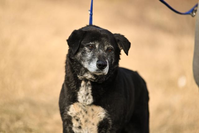 fellengel_william_04