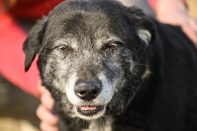 fellengel_william_07