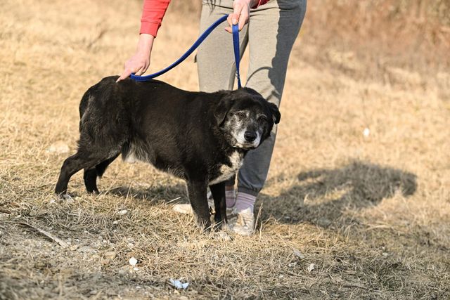 fellengel_william_08