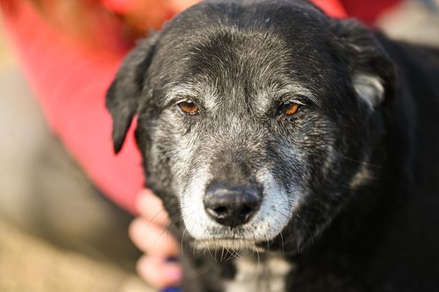 fellengel_william_09