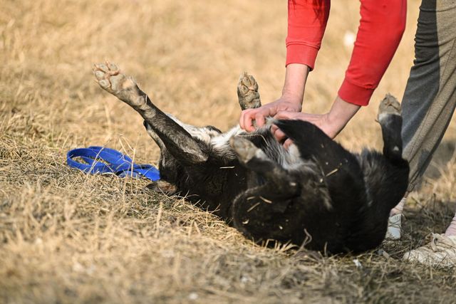 fellengel_william_11