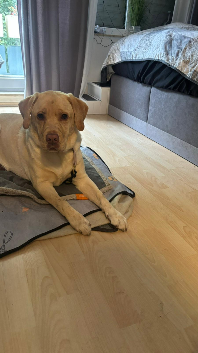 Fellengel_Buddy (10)