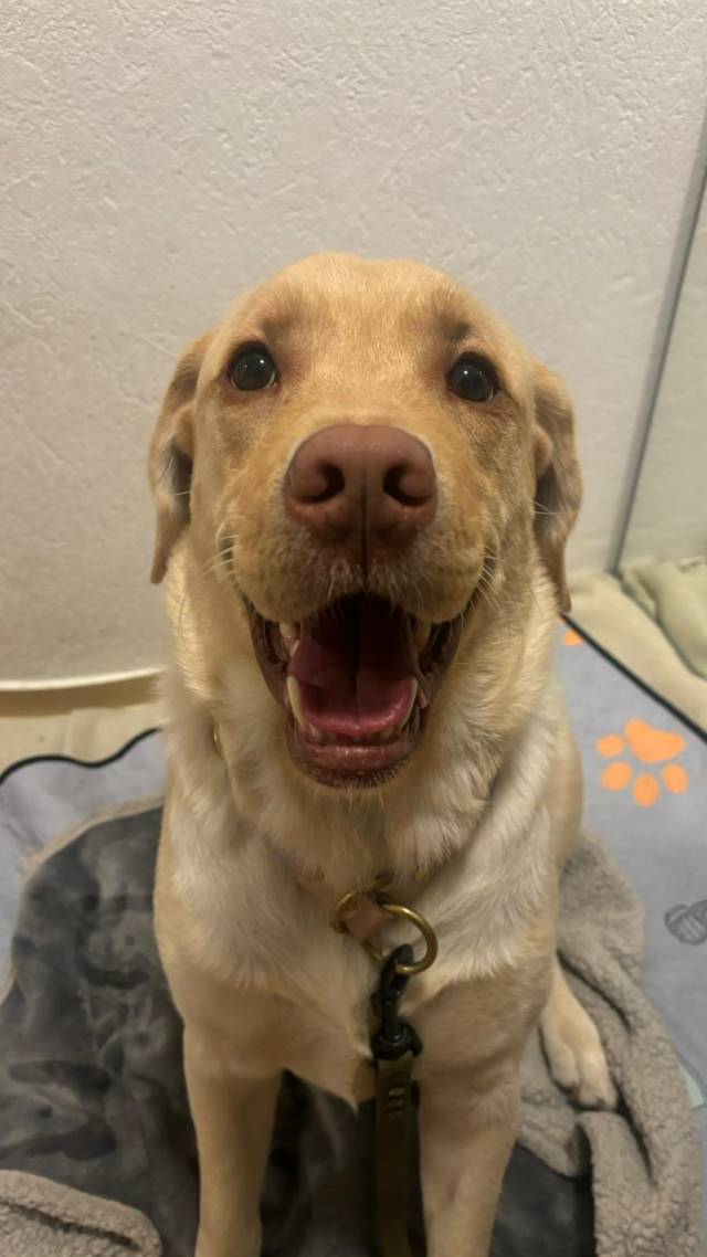 Fellengel_Buddy (11)