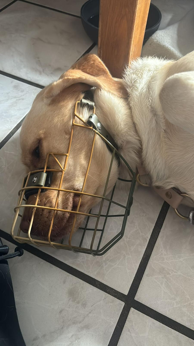 Fellengel_Buddy (12)