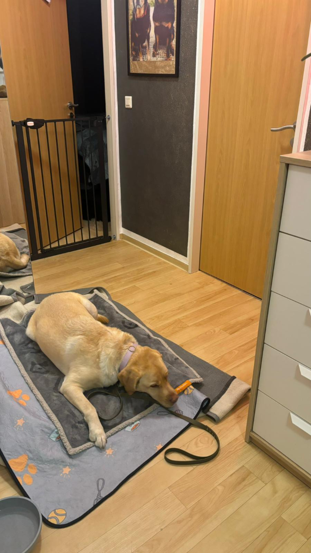 Fellengel_Buddy (13)