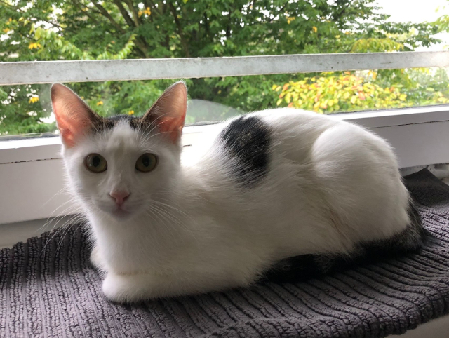 Fellengel_Marisa (1)