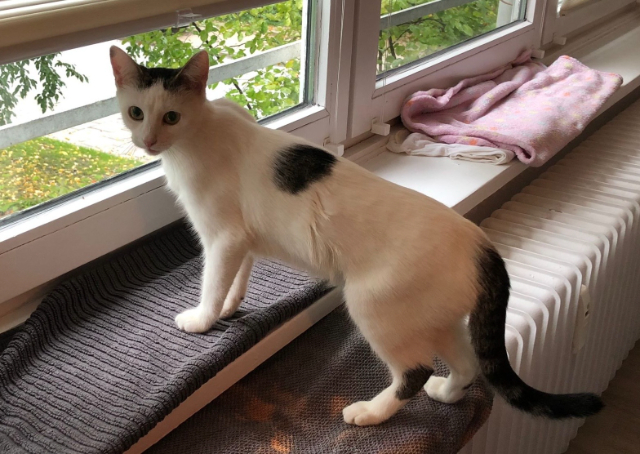 Fellengel_Marisa (2)