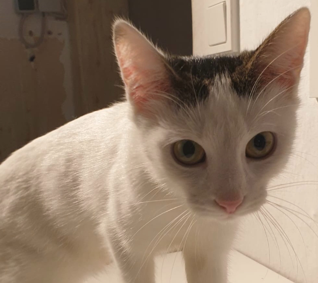 Fellengel_Marisa (5)