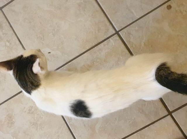 Fellengel_Marisa (6)