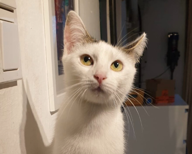 Fellengel_Marisa (7)