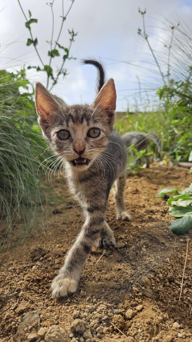 fellengel-joyleen-10