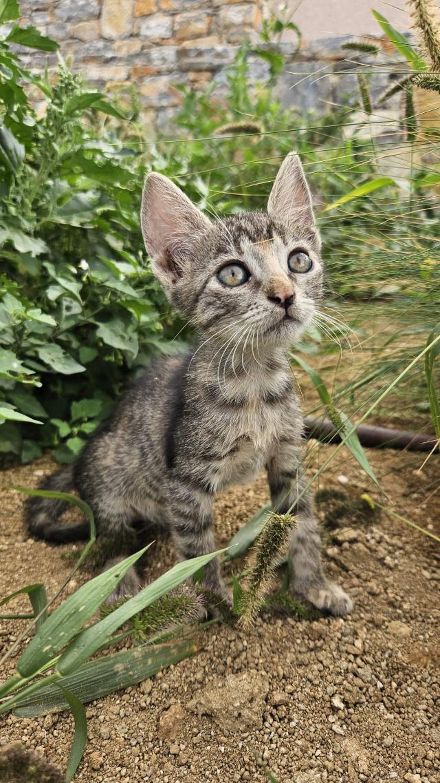 fellengel-joyleen-11