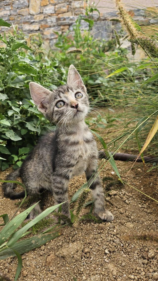 fellengel-joyleen-12