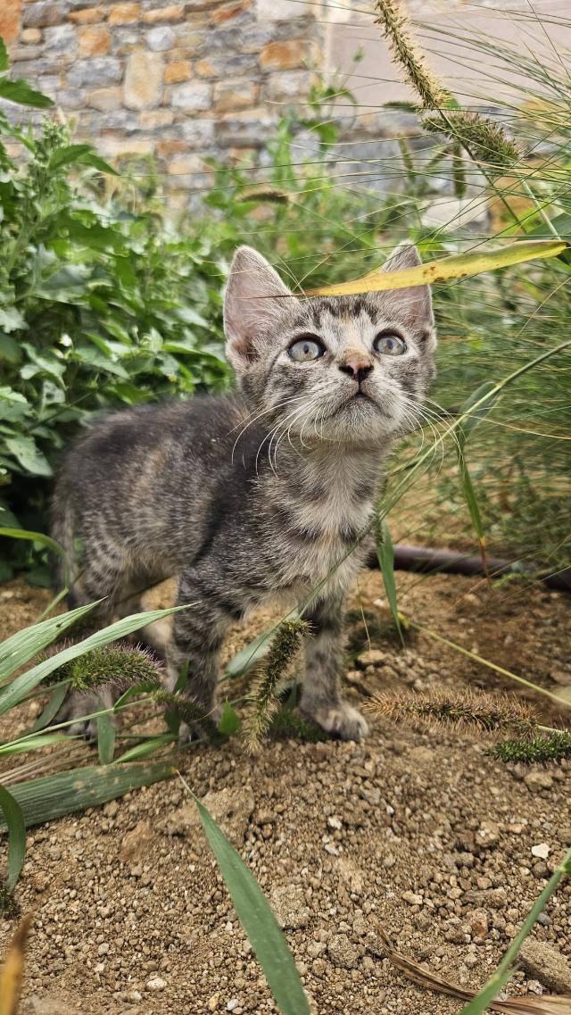 fellengel-joyleen-13