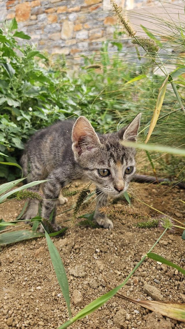 fellengel-joyleen-14