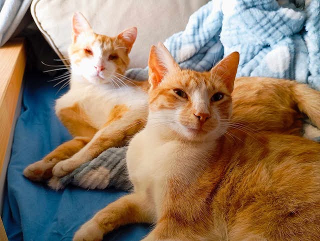 fellengel-magoo+pagourina-12