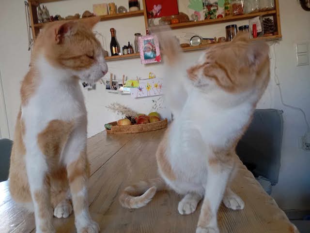 fellengel-magoo+pagourina-14